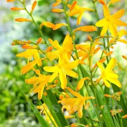 Bulbi Crocosmia George Davidson