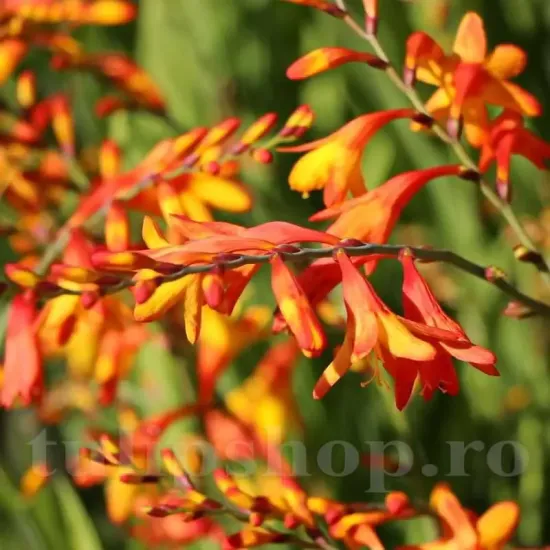 plantare bulbi crocosmia meteor pret