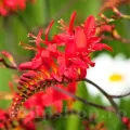Bulbi Crocosmia Red King
