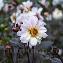 Bulbi Dalia Bishop of Dover (Gherghina)