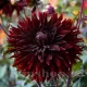 bulbi dalia black jack rosu inchis negru