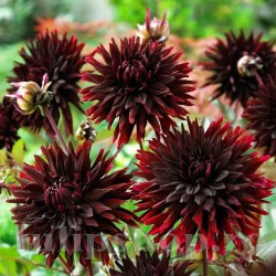 Bulbi Dalia Black Jack (Gherghina)