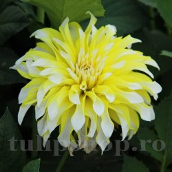 Bulbi Dalia Calgary Flames (Gherghina)