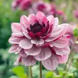 Bulbi Dalia Creme de Cassis (Gherghina) bulbi dalia creme de cassis roz mov 110x110