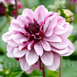 Bulbi Dalia Creme de Cassis (Gherghina)