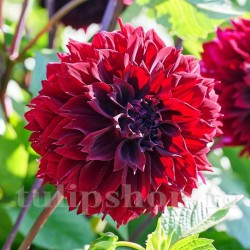 Bulbi Dalia Dark Fubuki (Gherghina)