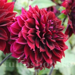 Bulbi Dalia Dark Fubuki (Gherghina)