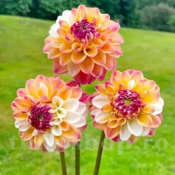 Bulbi Dalia Double Jill (Gherghina)