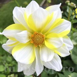 Bulbi Dalia Fire and Ice Lemon (Gherghina)