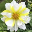 Bulbi Dalia Fire and Ice Lemon (Gherghina) bulbi dalia fire and ice lemon galben rosu 110x110