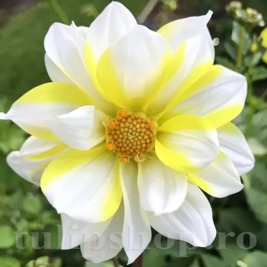 bulbi dalia fire and ice lemon galben rosu