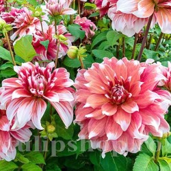 Bulbi Dalia Frost Nip (Gherghina)