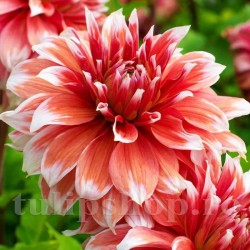 Bulbi Dalia Frost Nip (Gherghina)