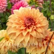 Bulbi Dalia Great Herkules (Gherghina) bulbi dalia great herkules galben crem 110x110