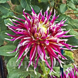 Bulbi Dalia Hollyhill Spiderwoman (Gherghina)