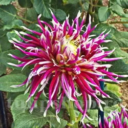 Bulbi Dalia Hollyhill Spiderwoman (Gherghina)