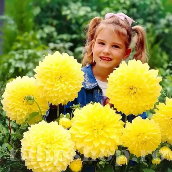 bulbi dalia kelvin floodlight galben intens