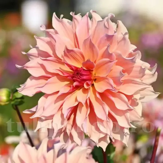 bulbi dalia labyrinth roz piersica coral