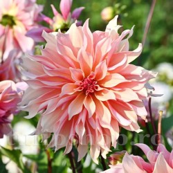 Bulbi Dalia Labyrinth (Gherghina)