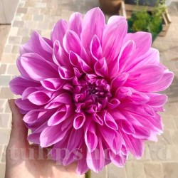 Bulbi Dalia Lavender Perfection (Gherghina)