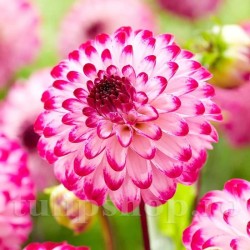 Bulbi Dalia Little Robert (Gherghina)