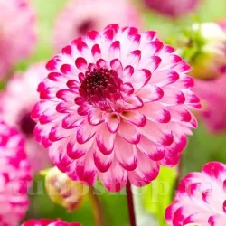 Bulbi Dalia Little Robert (Gherghina)