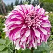 Bulbi Dalia Radegast (Gherghina) bulbi dalia radegast roz lavanda 110x110