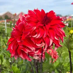 Bulbi Dalia Red Labyrinth (Gherghina)