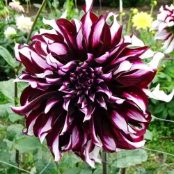 Bulbi Dalia Tartan (Gherghina)