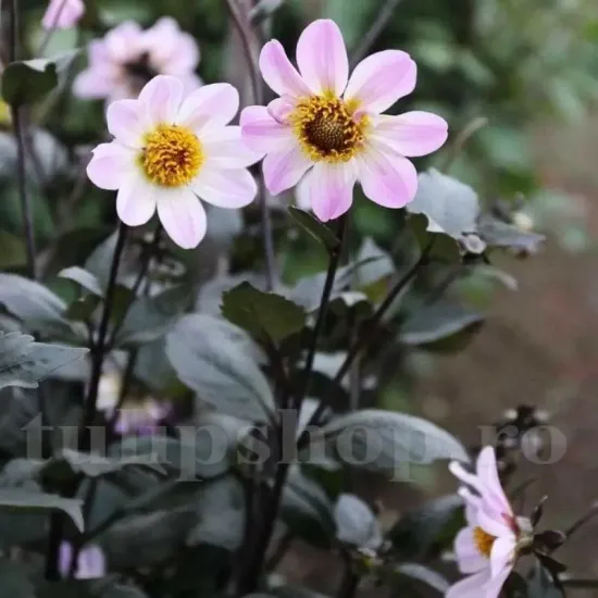 dahlia bishop of dover flori albe gradina