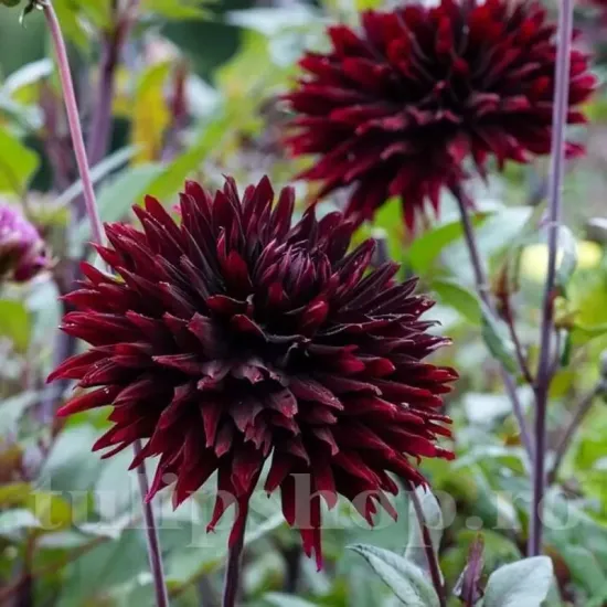 dahlia black jack cactus flori mari