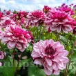 Bulbi Dalia Creme de Cassis (Gherghina) dahlia creme de cassis bicolora decorativa 110x110