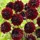 dahlia dark fubuki fimbriata petale franjurate