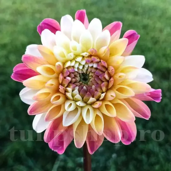 dahlia double jill pompon ball gradina