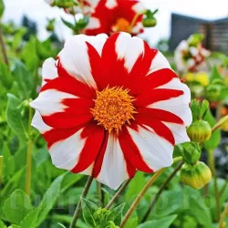 Bulbi Dalia Fire and Ice (Gherghina)