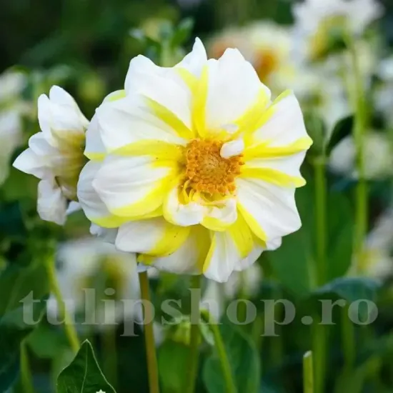 dahlia fire and ice lemon bicolora gradina