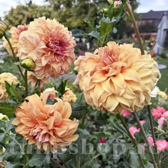 dahlia great herkules dinnerplate flori uriase