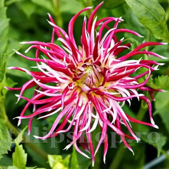 dahlia hollyhill spiderwoman cactus fimbriata