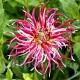 dahlia hollyhill spiderwoman cactus fimbriata
