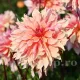 dahlia labyrinth decorativa flori gradina