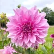Bulbi Dalia Lavender Perfection (Gherghina) dahlia lavender perfection dinnerplate flori uriase 110x110