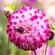 dahlia little robert pompon ball bicolora