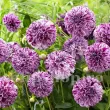 Bulbi Dalia Marble Ball (Gherghina) dahlia marble ball pompon bicolora gradina 110x110