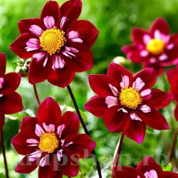 Bulbi Dalia Night Butterfly (Gherghina)