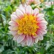 Bulbi Dalia Polka (Gherghina) dahlia polka tip anemona flori gradina 110x110