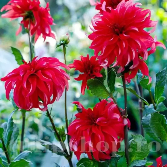dahlia red labyrinth decorativa petale ondulate
