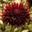 plantare bulbi dalia black jack gradina 110x110