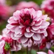Bulbi Dalia Creme de Cassis (Gherghina) plantare bulbi dalia creme de cassis gradina 110x110