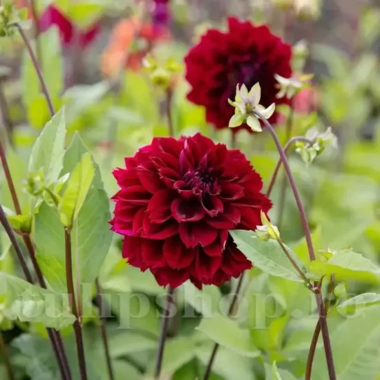 plantare bulbi dalia dark fubuki gradina