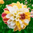 Bulbi Dalia Double Jill (Gherghina) plantare bulbi dalia double jill vara 110x110